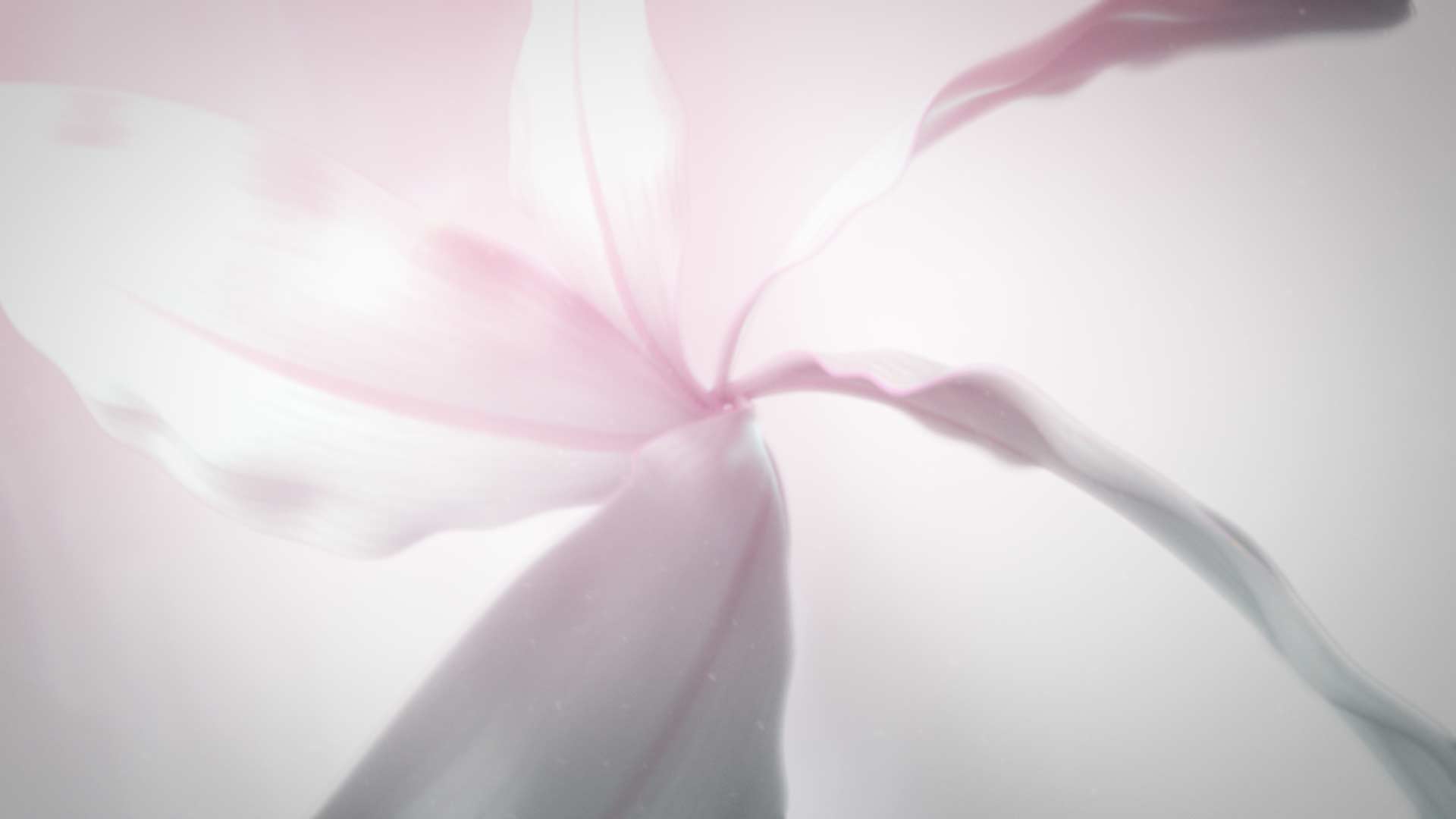 fleurir – C4D Arnold Experiment Instagram